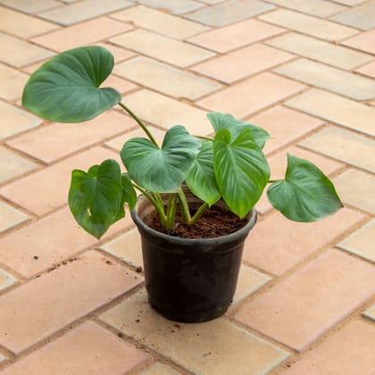 Buy Alocasia Giant Taro in 4 Inch Nursery Pot Online | Urvann.com