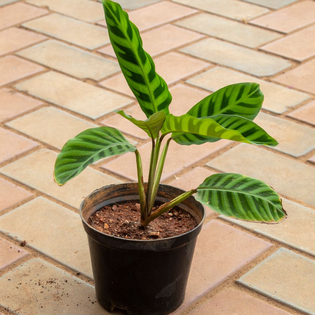 Calathea Maranta / Zebrina in 5 Inch Nursery Pot