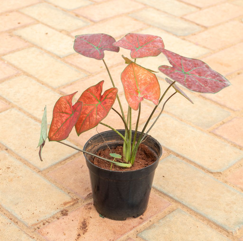 Caladium / Heart Of Jesus Red in 4 Inch Nursery Pot