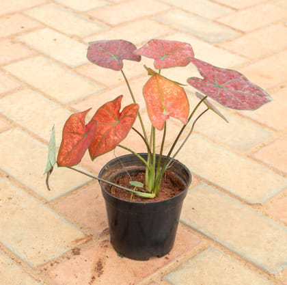 Buy Caladium / Heart Of Jesus Red in 4 Inch Nursery Pot Online | Urvann.com