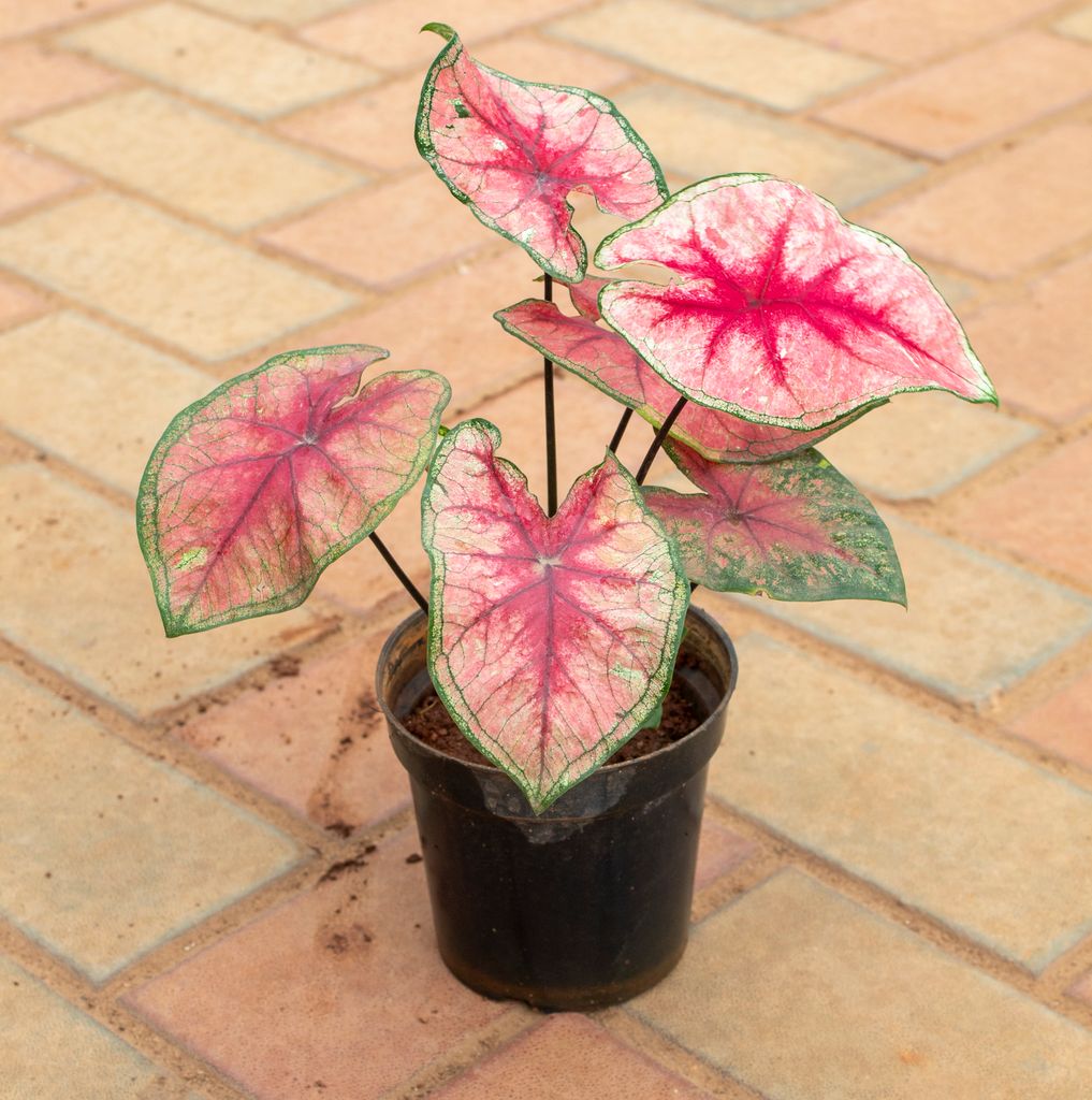 Caladium / Heart Of Jesus Red Tip in 4 Inch Nursery Pot