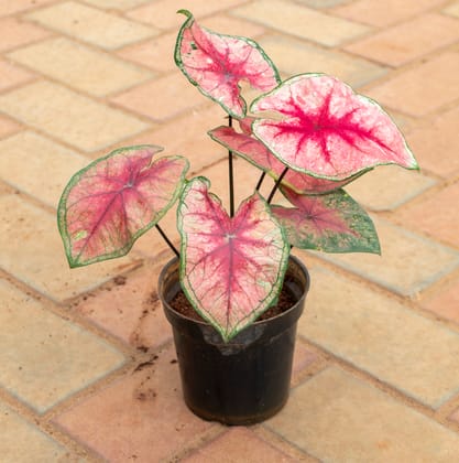 Buy Caladium / Heart Of Jesus Red Tip in 4 Inch Nursery Pot Online | Urvann.com