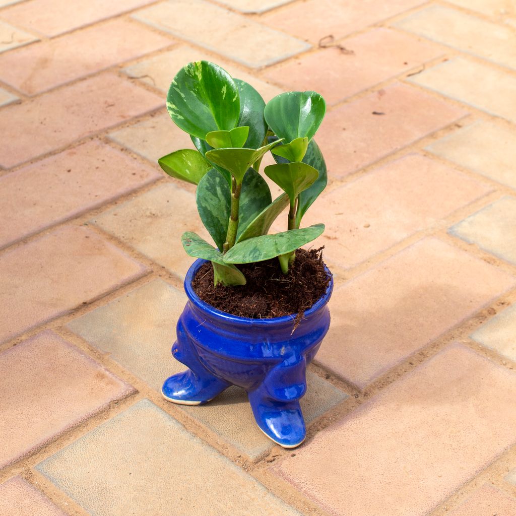 Peperomia / Radiator Plant Green in 6 Inch Blue Leg Designer Ceramic Pot