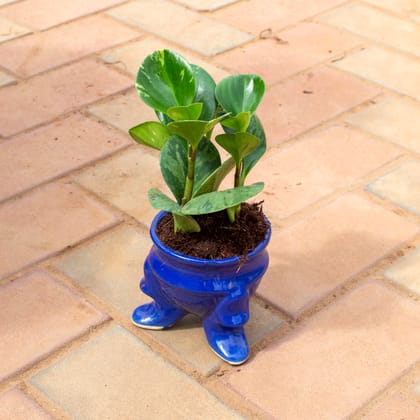 Buy Peperomia / Radiator Plant Green in 6 Inch Blue Leg Designer Ceramic Pot Online | Urvann.com