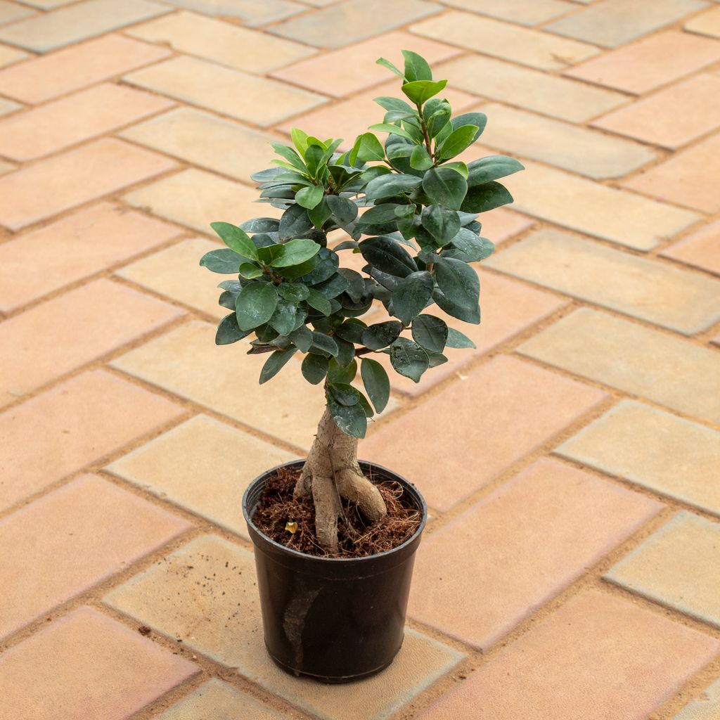 Ficus Bonsai in 3 Inch Nursery Pot