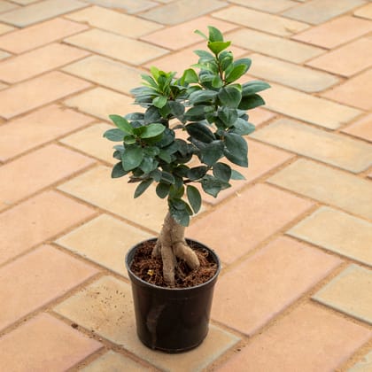 Buy Ficus Bonsai in 3 Inch Nursery Pot Online | Urvann.com