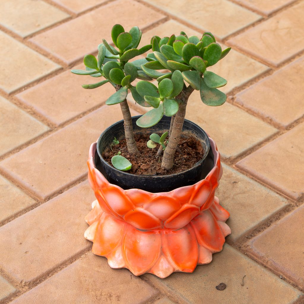 Crasulla in 6 Inch Lotus Designer Ceramic Pot (any colour)