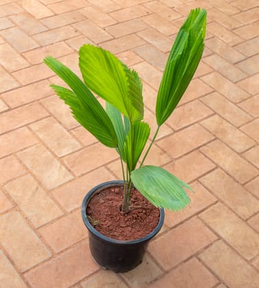 Buy Ruffled Fan Palm / Licuala Grandis Palm in 8 Inch Nursery Pot Online | Urvann.com