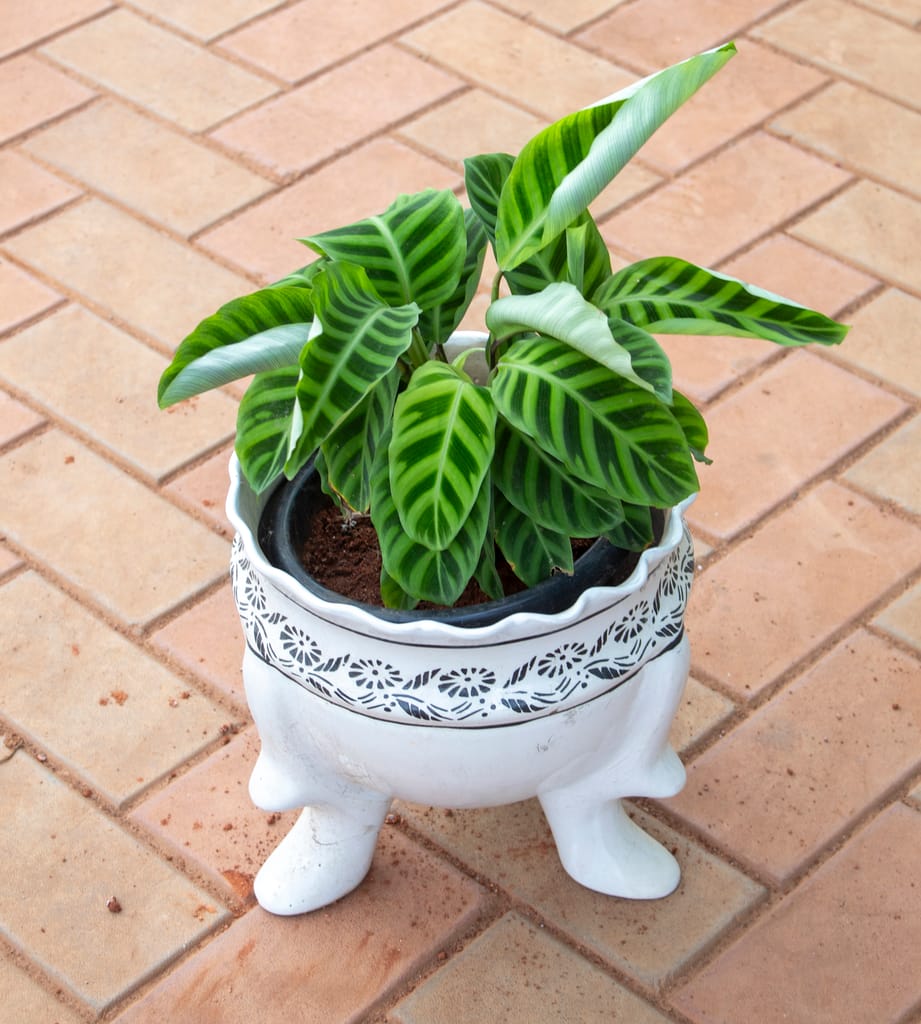 Calathea Zebrina in 10 Inch White Leg Designer Ceramic Pot