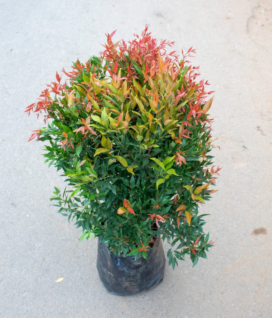 Syzygium / Christina Ficus (~ 3 Ft) in 10 Inch Nursery Bag