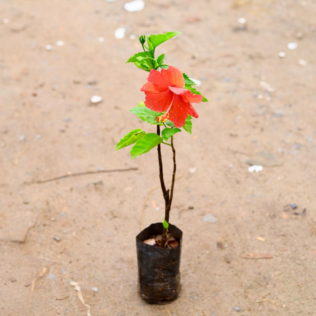 Hibiscus / Gudhal Desi (any colour) in 4 Inch Nursery Bag