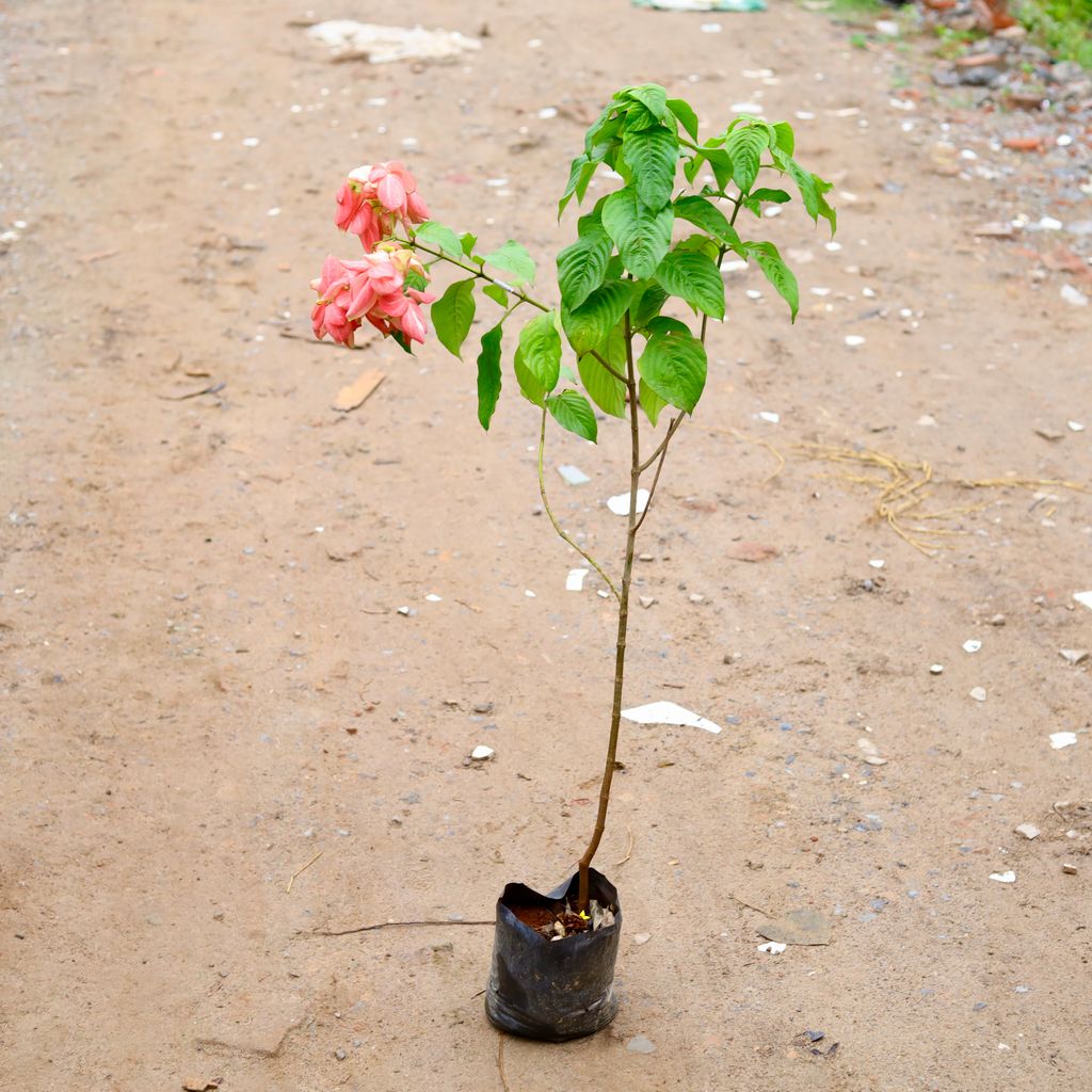 Mussaenda Pink in 8 Inch Nursery Bag