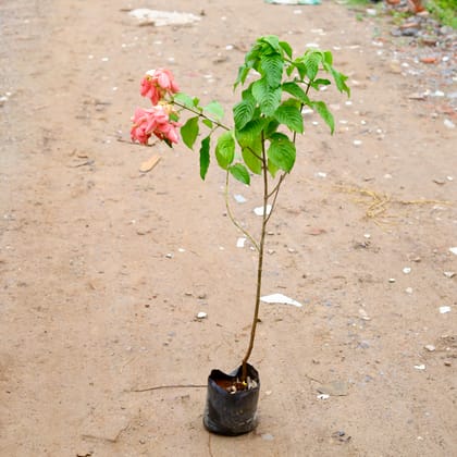 Buy Mussaenda Pink in 8 Inch Nursery Bag Online | Urvann.com