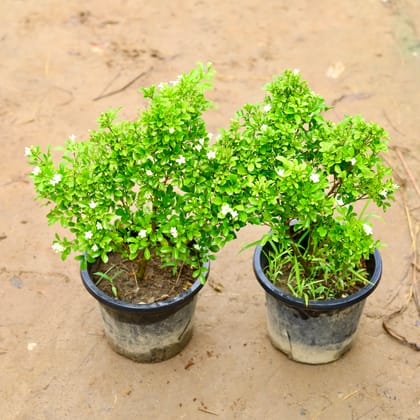 Buy Set of 2 - Madhu Kamini / Murraya in 8 Inch Nursery Pot Online | Urvann.com