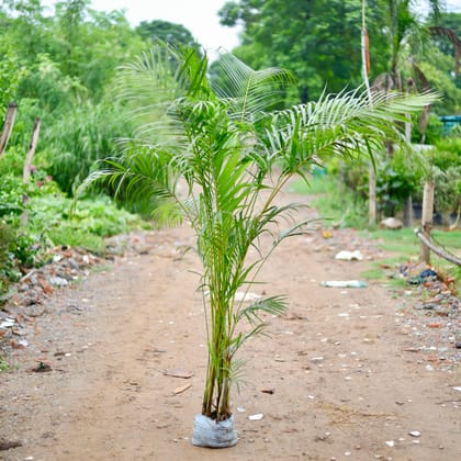 Buy Areca Palm (~ 7 Ft) in 10 Inch Nursery Bag Online | Urvann.com