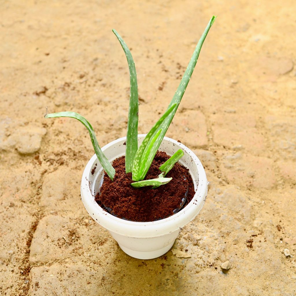 Aloe Vera in 8 Inch White Classy Plastic Pot