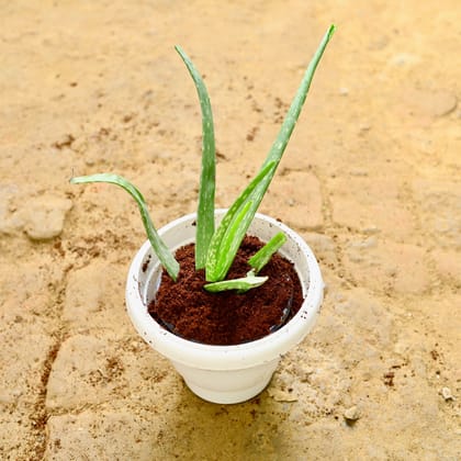 Aloe Vera in 8 Inch White Classy Plastic Pot