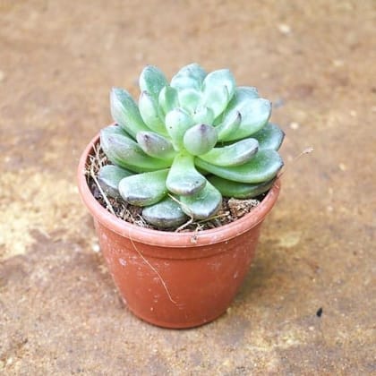 Echeveria elegans Succulent in 3 Inch Nursery Pot