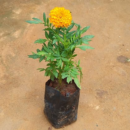 Marigold (any colour) in 4 Inch Nursery Bag