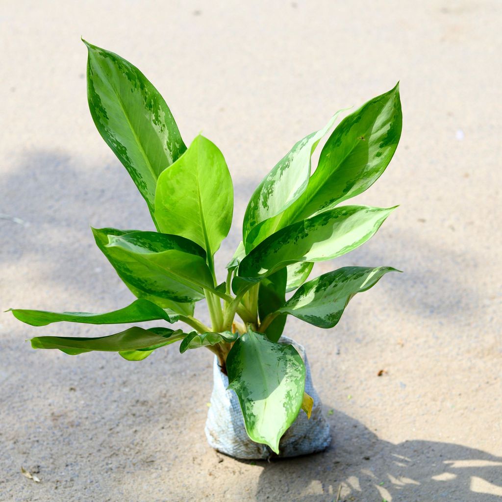 Aglaonema Emerald Bay in 6 Inch Nursery Bag