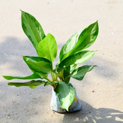 Buy Aglaonema Emerald Bay in 6 Inch Nursery Bag Online | Urvann.com