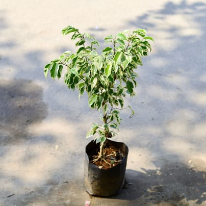 Buy Ficus Star Light in 6 Inch Nursery Bag Online | Urvann.com