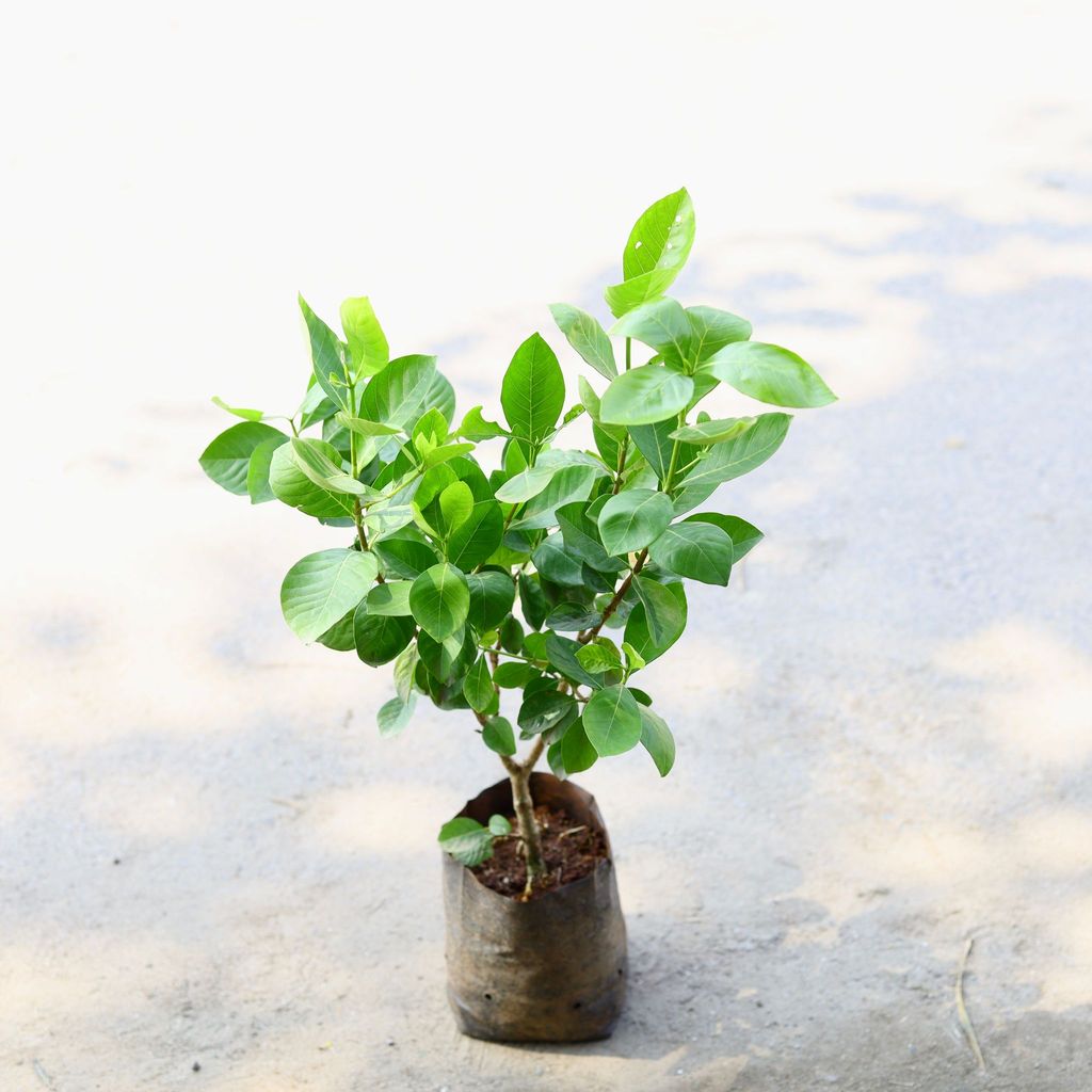 Gandhraj / Gardenia White in 6 Inch Nursery Bag