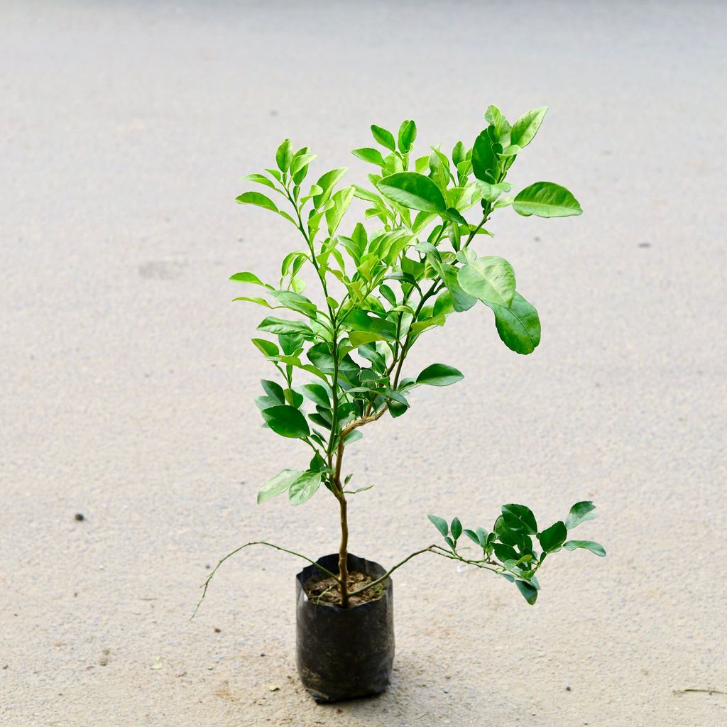 Orange Plant Grafted in 10 Inch Nursery Bag