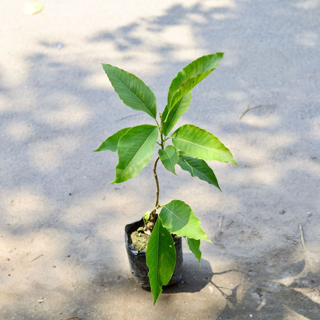 Champa / Plumeria in 6 Inch Nursery Bag