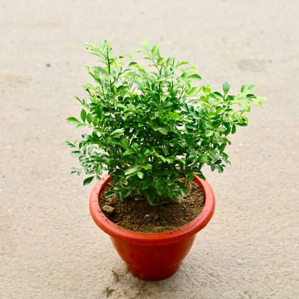 Buy Murraya / Madhu Kamini Dwarf in 12 Inch Classy Red Plastic Pot Online | Urvann.com