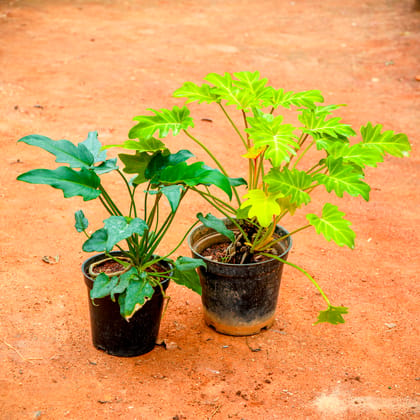 Buy Set of 2 - Xanadu (Golden & Green) in 5 Inch Nursery Pot Online | Urvann.com