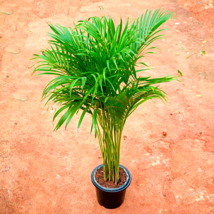 Buy Areca Palm (~ 3 Ft) in 8 Inch Nursery Pot Online | Urvann.com