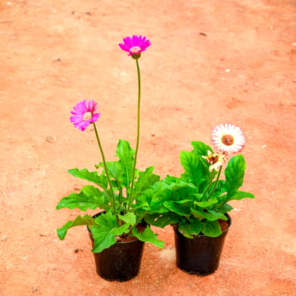 Buy Set of 2 - Gerbera (any colour) in 5 Inch Nursery Pot Online | Urvann.com