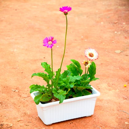 Buy Gerbera (any colour) in 14 Inch White Premium Jupiter Rectangular Window Planter Online | Urvann.com