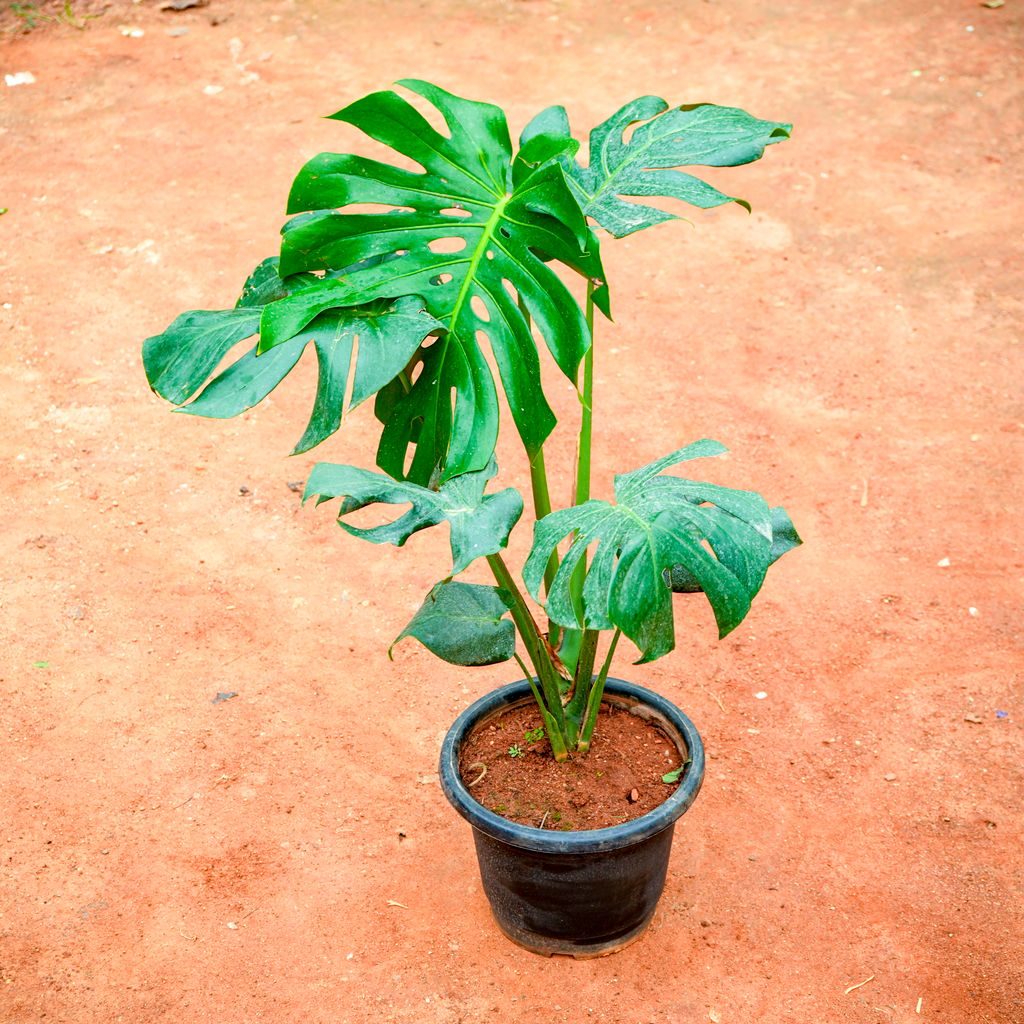 Monstera Deliciosa (~ 2 Ft) in 10 Inch Nursery Pot