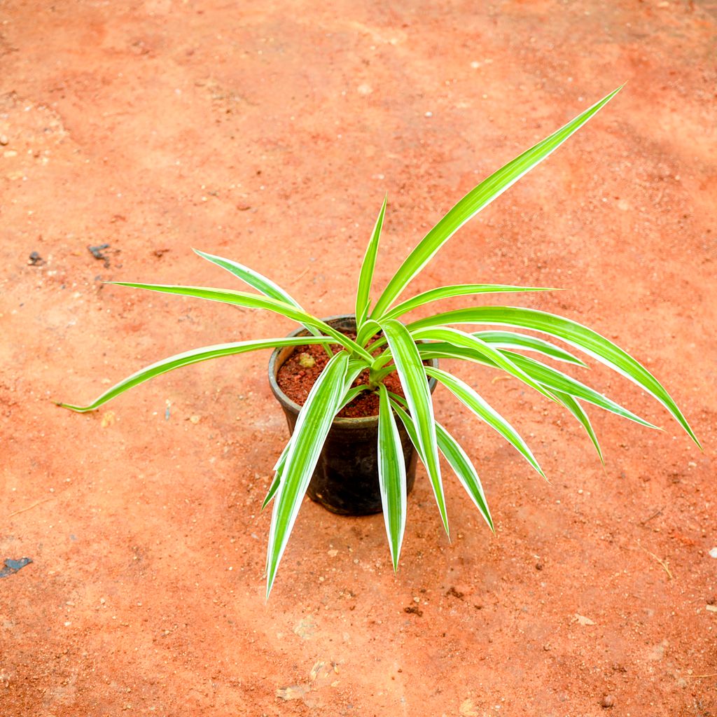 Spider in 5 Inch Nursery Pot