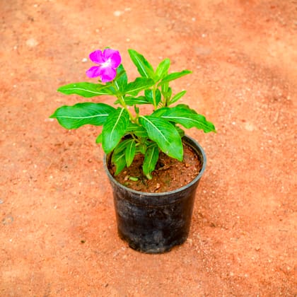 Buy Periwinkle / Vinca / Sadabahar Pink in 4 Inch Nursery Pot Online | Urvann.com