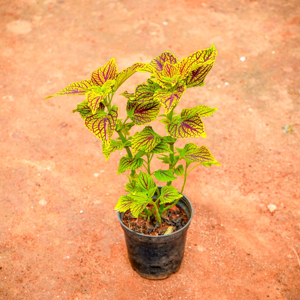 Coleus Green (any design) in 4 Inch Nursery Pot