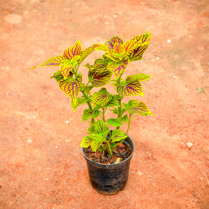 Buy Coleus Green (any design) in 4 Inch Nursery Pot Online | Urvann.com