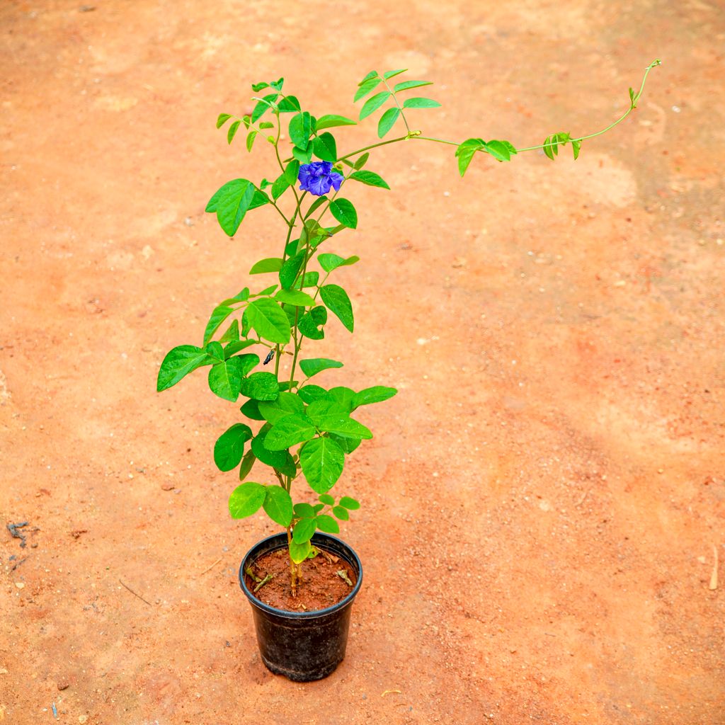 Aparajita / Asian Pigeonwings Blue in 4 Inch Nursery Pot