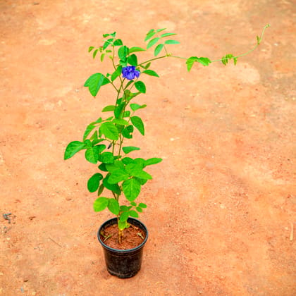 Buy Aparajita / Asian Pigeonwings Blue in 4 Inch Nursery Pot Online | Urvann.com