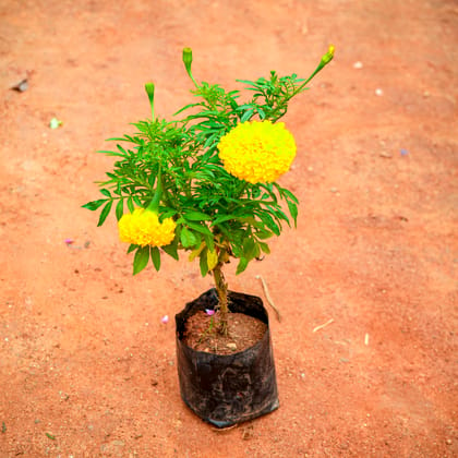 Buy Marigold Yellow in 4 Inch Nursery Bag Online | Urvann.com