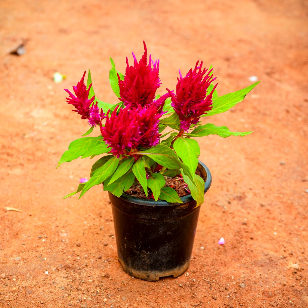 Cockscomb (any colour) in 4 Inch Nursery Pot