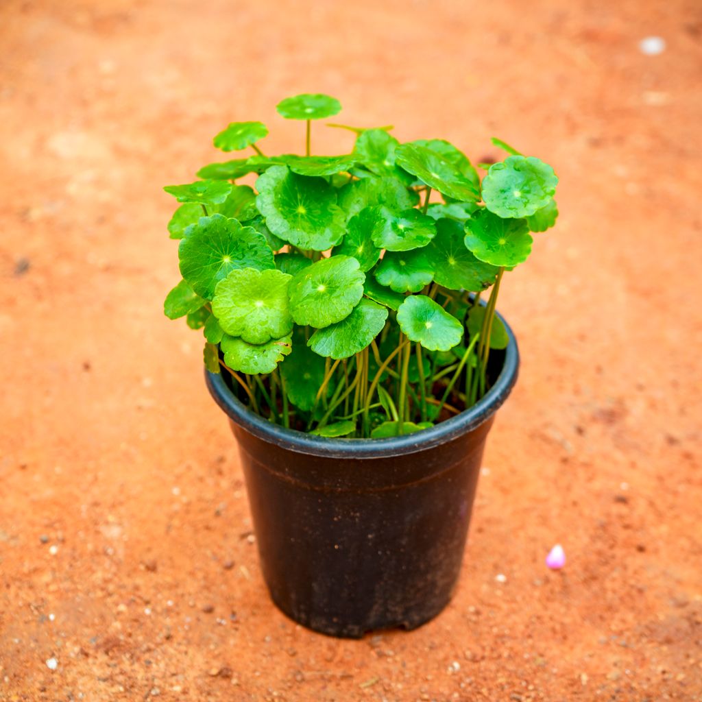 Brahmi Dollar / Pennywort / Coin Plant in 4 Inch Nursery Pot