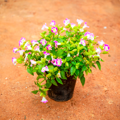 Buy Torenia / Wishbone (any colour) in 4 Inch Nursery Pot Online | Urvann.com