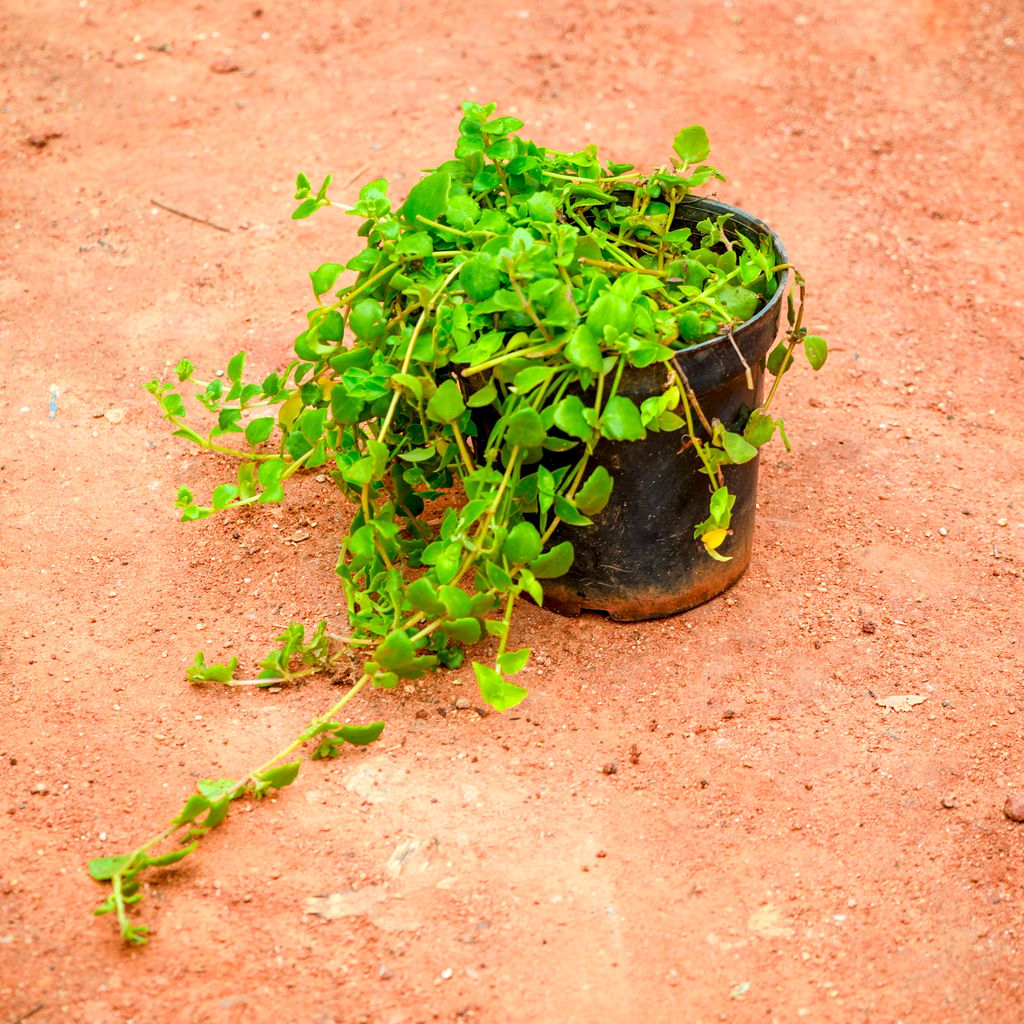 Turtle Vine in 4 Inch Nursery Pot