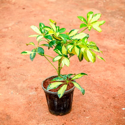 Buy Schefflera Brassia in 4 Inch Nursery Pot Online | Urvann.com