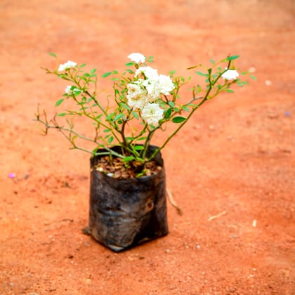 Buy Button Rose White in 4 Inch Nursery Bag Online | Urvann.com