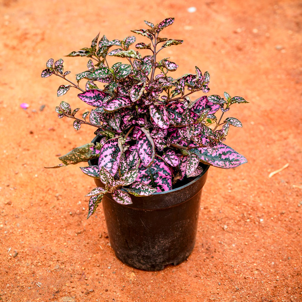 Hypoestes / Polka Dot Pink in 4 Inch Nursery Pot