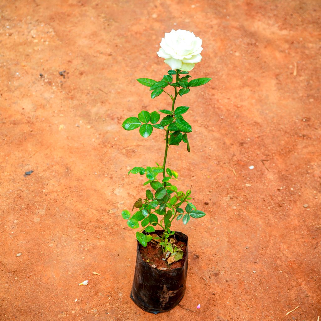 Rose White in 4 Inch Nursery Bag